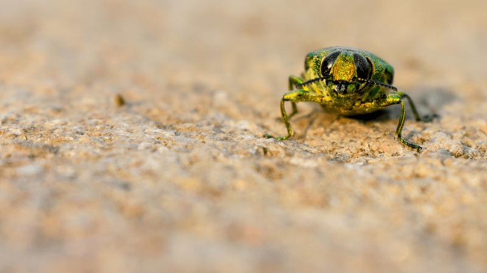 coleottero gioiello dorato con esoscheletro verde iridescente e rosso