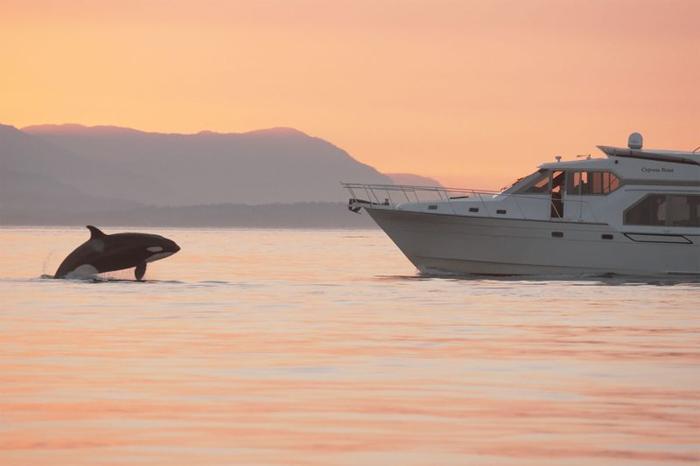 Immagine fissa da registrazione video dell'imbarcazione da diporto M/V Cypress Point che si avvicina alle orche vicino a Roche Harbor, Washington, 1 settembre 2022. 