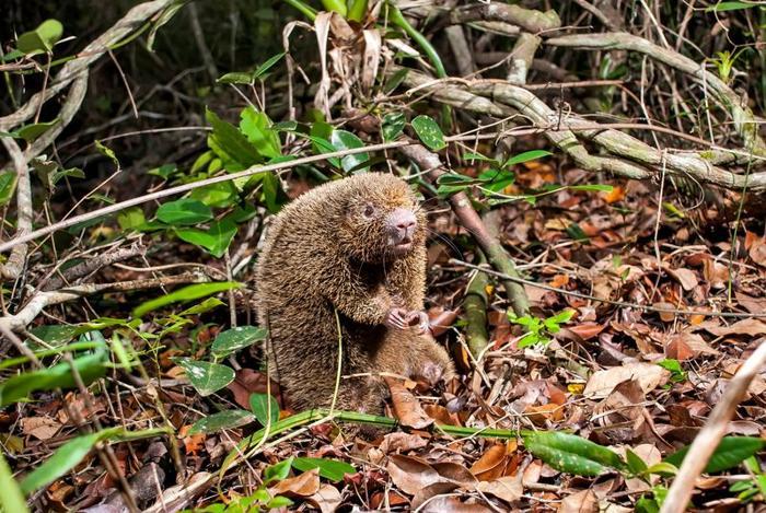 Il ratto spinoso si è alzato in un mucchio di foglie sul pavimento della foresta