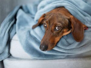 brown-dachshund-wrapped-in-a-blanket-m.jpg