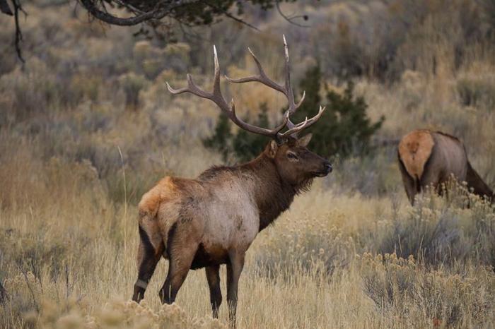 Bull elk during rut