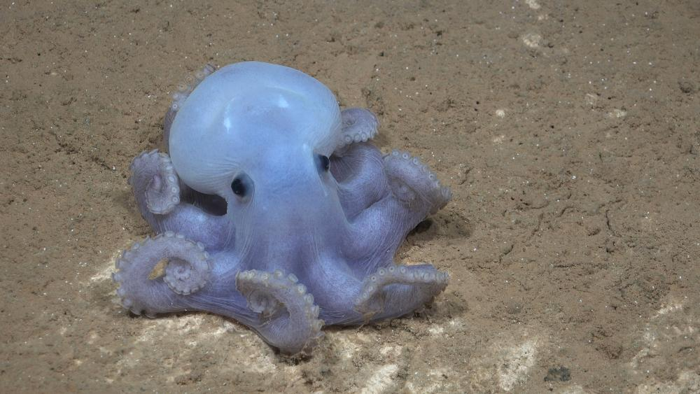 un polpo casper bianco sul fondale marino 