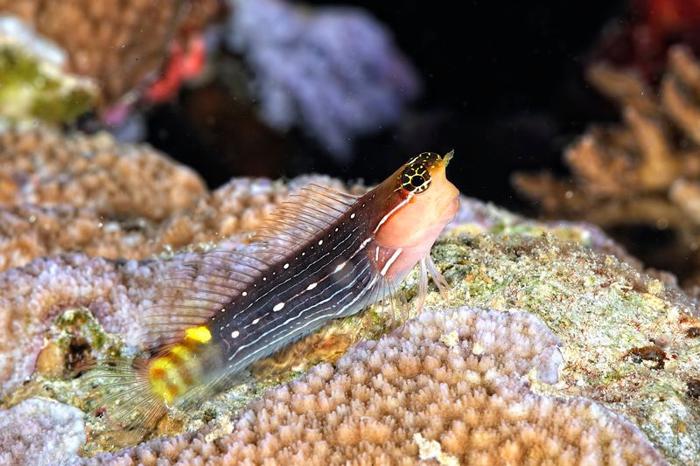 combtooth blenny