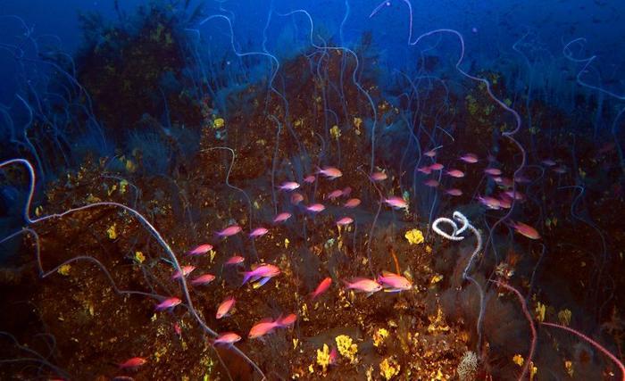 corals-and-pink-fish-in-the-underwater-lava-of-the-tajogaite-volcano-in-la-palma-m-1.jpg