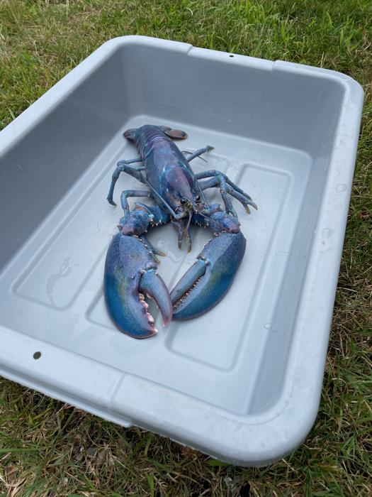 Gambero di zucchero filato in un secchio grigio con sfumature di blu, viola e persino verde visibili