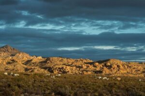 Campeggio Cottonwood, Parco Nazionale di Joshua Tree