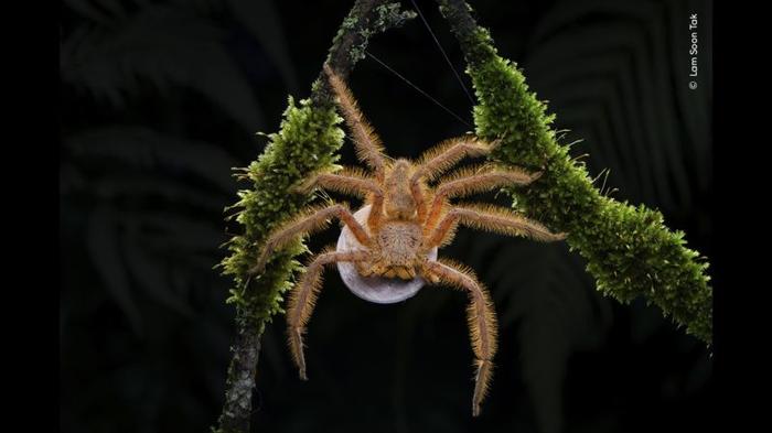 un ragno arancione cavalca due bastoncini muschiati