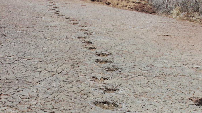 una traccia di impronte di dinosauri in sedimenti antichi