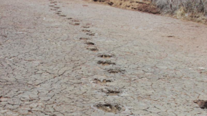 dinosaur-footprints-track-m.png