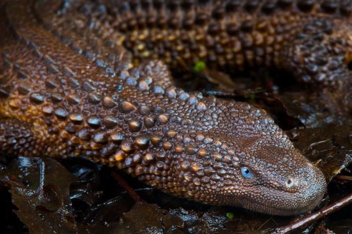 Lucertola simile a un drago con occhi blu vivaci e squame rialzate