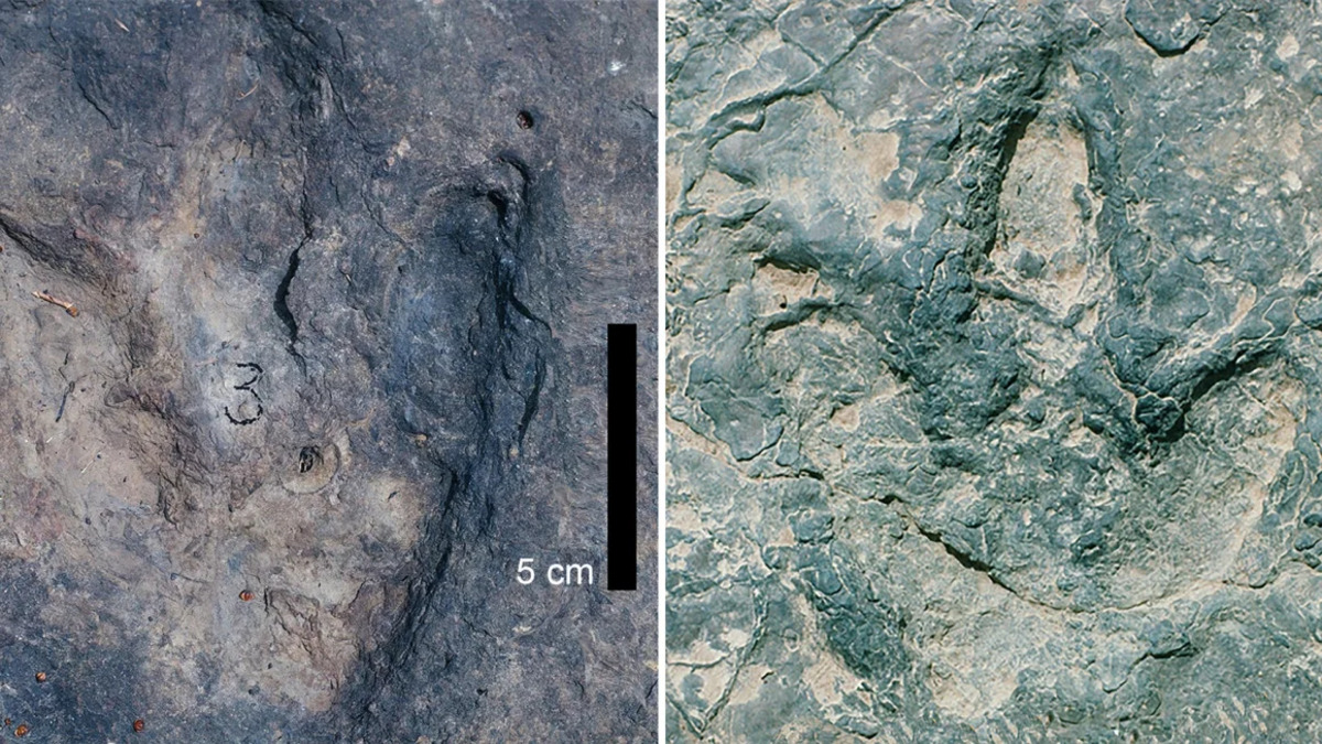 figure-5-footprints-split-1.jpg