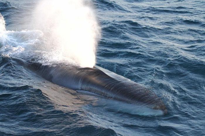 fin-whale-m.jpg