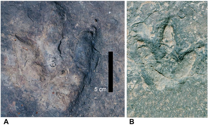 due impronte di dinosauri in sedimenti antichi