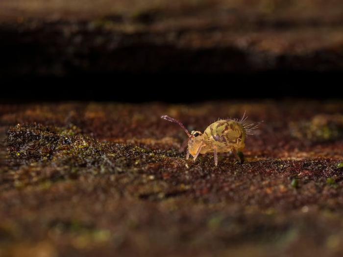 globular-springtail-insect-dicyrtomina-minuta-m.jpg