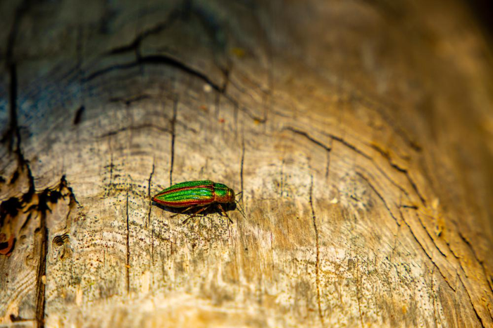 un coleottero gioiello dorato iridescente rosso e verde su un tronco