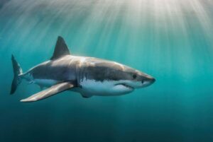 great-white-shark-underwater-m.jpg