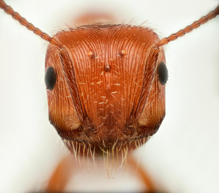 un primo piano di una formica mietitrice