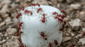 formiche mietitrici che brulicano su un marshmallow su ghiaia