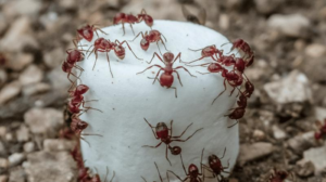 harvester-ants-m-1.png