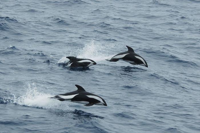 delfini clessidra che saltano fuori dall'acqua