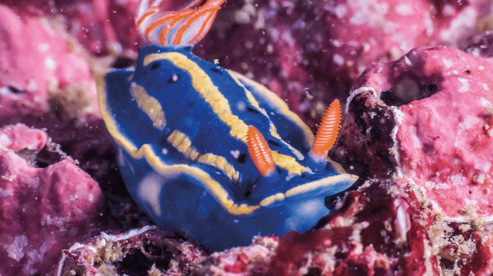 hypselodoris-festiva-m-1.png