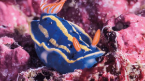 hypselodoris-festiva-m.png