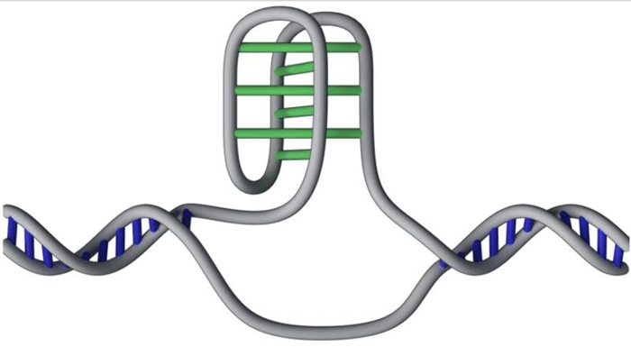 A volte il DNA non segue le regole usuali, con citosine su un filamento che si connettono tra loro, piuttosto che guanine sull'altro filamento.