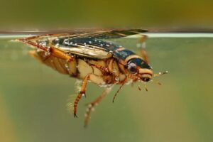 Il grande scarabeo tuffatore (Dytiscus marginalis) sotto la superficie dell'acqua. Grande scarabeo cacciatore che nuota usando due zampe sott'acqua. Insetto colorato. Sfondo verde.