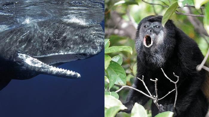 balena speroniera sott'acqua con la bocca aperta (a sinistra); scimmia urlatrice seduta su un albero con la bocca aperta (a destra)