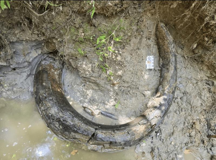 Il primo dente di mammut trovato nel Mississippi proviene da una bestia alta il 50 percento in più di un elefante africano.