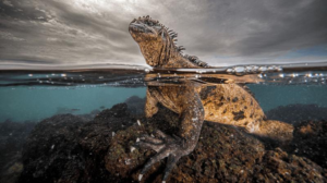 marine-iguana-m.png