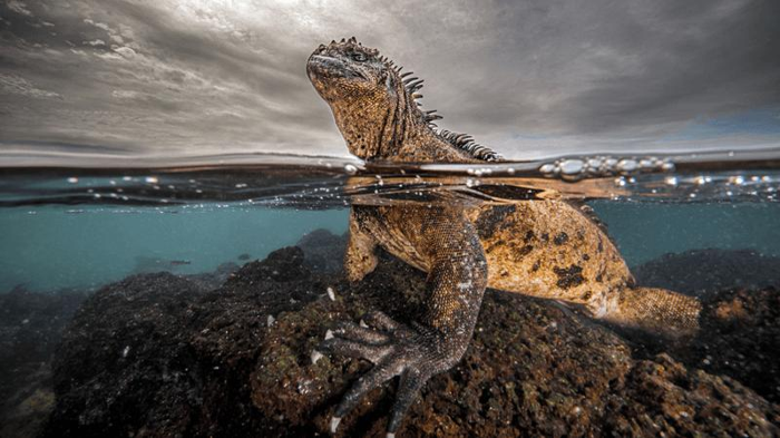 una iguana marina in piedi su una roccia in mare