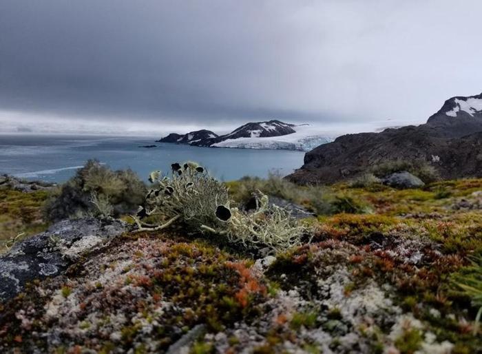 La vegetazione in Antartide è dominata da licheni e muschi, come si vede qui sull'Isola Livingston, Antartide marittima.