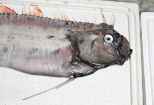 oarfish-m-1.jpg