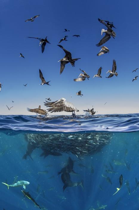 pellicani, mahi mahi e leoni marini che cacciano una palla di esca di pesci