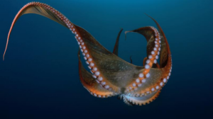 octopus-beak-m.png