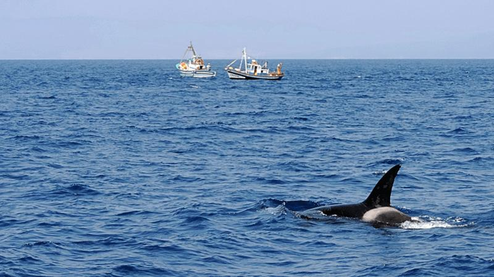 un'orca in mare con due piccole barche da pesca sullo sfondo