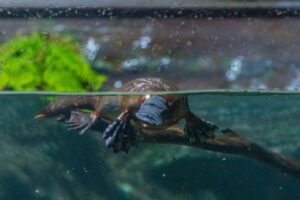 photograph-of-a-platypus-sat-on-a-branch-underwater-the-top-of-its-body-poking-above-the-surface-m.jpg