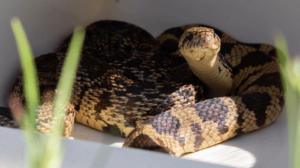 un serpente dei pini della Louisiana in una scatola, ha squame pallide con chiazze marroni