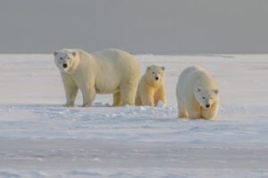 Una famiglia di tre orsi polari sullo sfondo innevato dell'Artico.