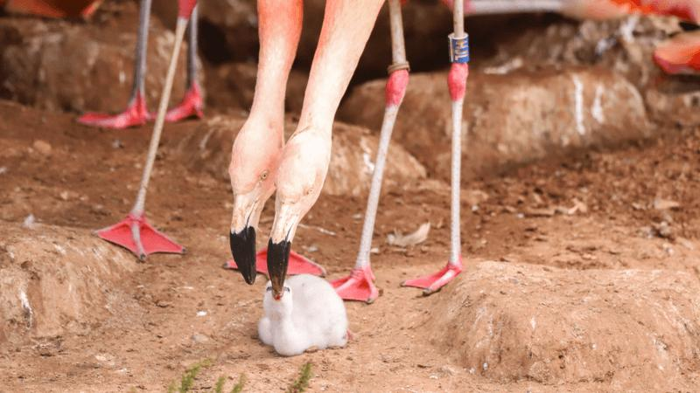 same-sex-couple-flamingos-chick-m.png