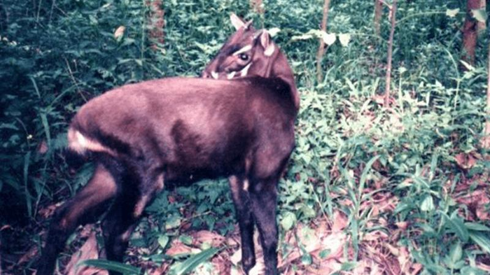 Animale simile a un cervo marrone catturato in un'immagine di trappola fotografica nella foresta. L'animale ha corna e segni facciali bianchi.