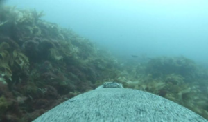 POV nuotando insieme a una leone marino con una telecamera sulla schiena