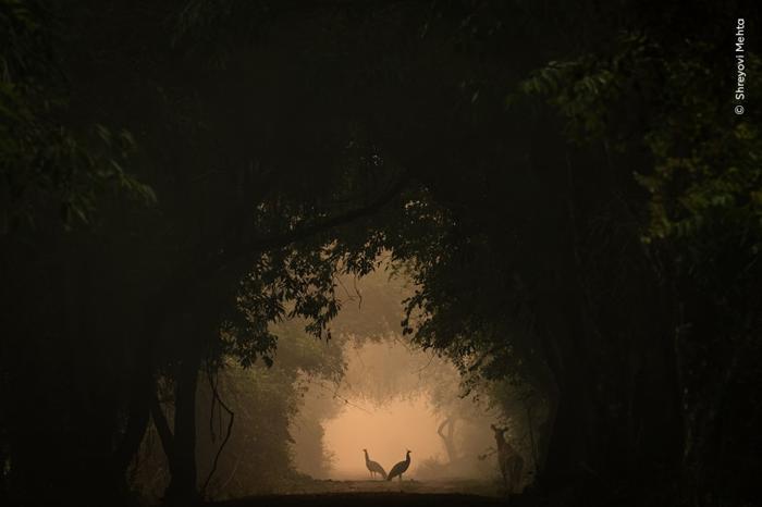 due pavoni in controluce di fronte a un'apertura in una foresta