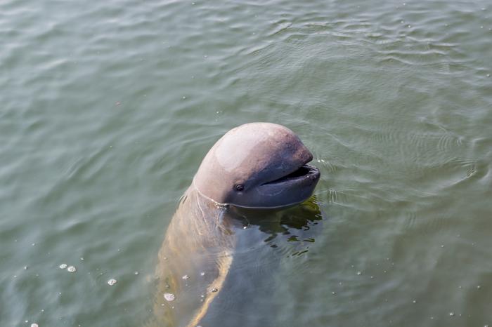 delfino dell'irrawaddy che sporge la testa dall'acqua