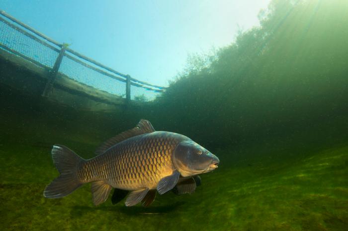 Carpio di acqua dolce (Cyprinus carpio) che nuota nel bellissimo stagno pulito. Ripresa subacquea nel lago. Vita animale selvatica