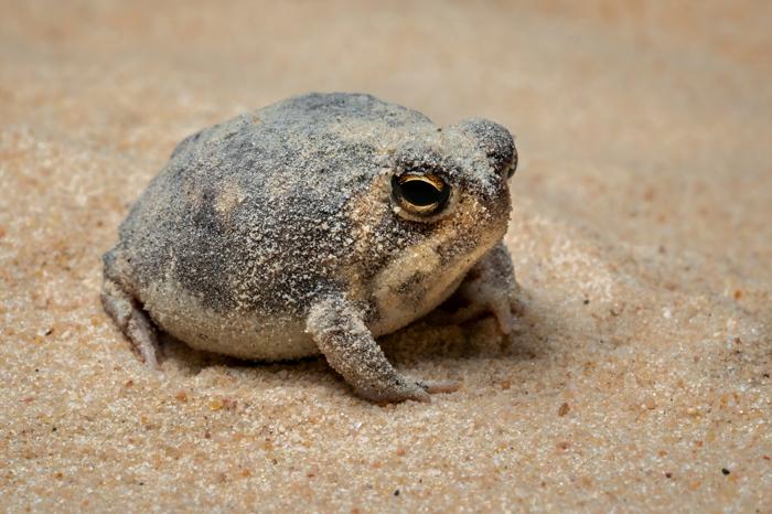 Rana della pioggia del deserto