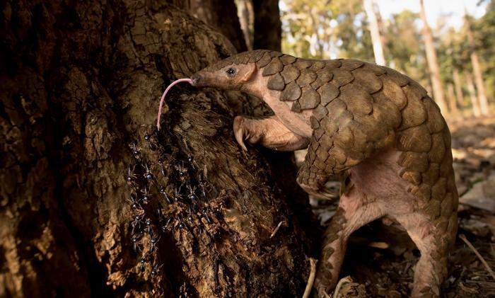 Un pangolino si trovava sulle zampe posteriori appoggiandosi a un albero coperto di termiti con una lunga lingua rosa che sporgeva dalla bocca.