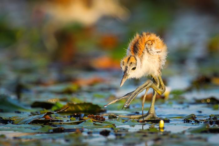 pulcino di jacana che cammina su una foglia di ninfea