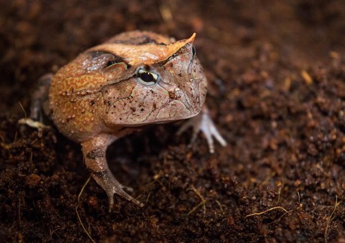 Una rana cornuta colorata con grandi occhi e una grande bocca. La rana è rosa e leggermente verde.